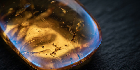 Blue Amber Formation — How Ancient Trees Created a Fluorescent Gem