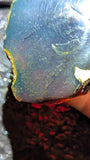 Rare Large Blue Amber Specimen (148 grams) - Natural Blue Amber - Natural Amber Stone