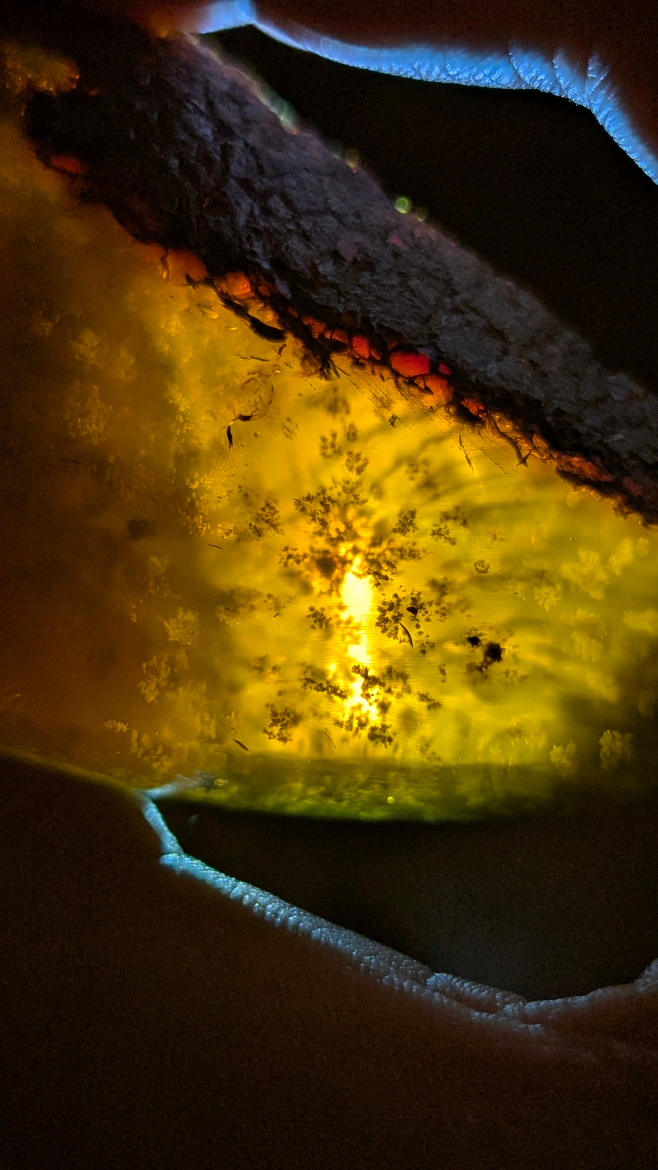 Rare Blue Amber Specimen (72 grams) - Natural Blue Amber with beautiful greenish glow
