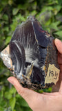 Rare Raw Blue Amber (181 Grams) – Sunlight Glowing, UV-Reactive Natural Gemstone