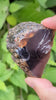Rare Raw Blue Amber (61 Grams) – Sunlight Glowing, UV-Reactive Natural Gemstone