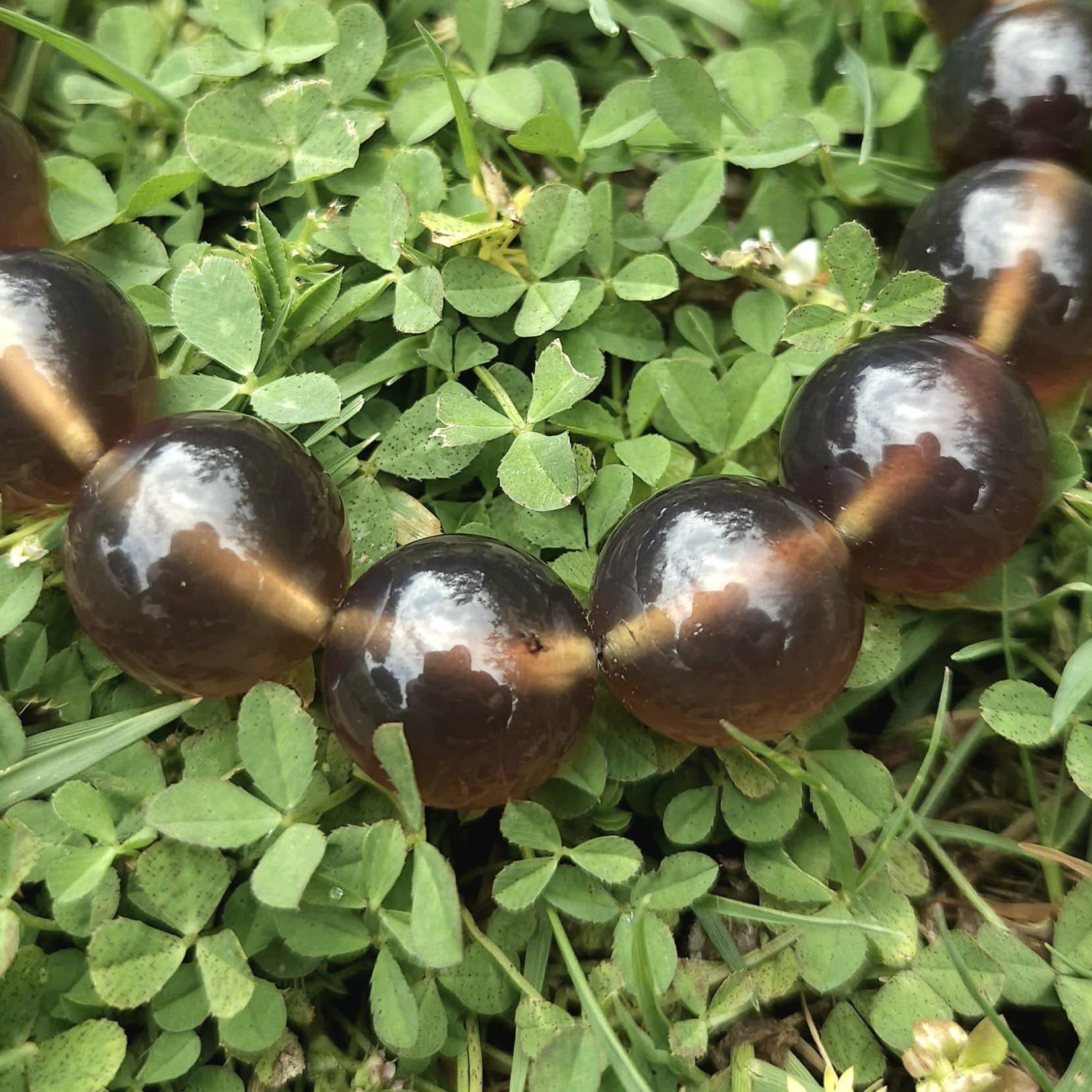 Authentic Blue Amber Bracelet - 15 mm beads (16 beads) - Reddish Brown Type